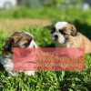 Photo №1. shih tzu - à vendre en ville de Gorno-Altaïsk | 331€ | Annonce №107026