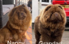 Photos supplémentaires: Chow-Chow, chocolat au lait de qualité supérieure