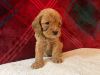 Photo №3. Beaux chiots Cavapoo Pour adoption gratuite. Allemagne