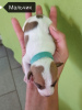 Photo №2 de l'annonce № 70383 de la vente jack russell terrier - acheter à Fédération de Russie annonce privée