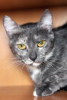 Photos supplémentaires: Le chat tricolore Djerba entre de bonnes mains