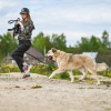 Photo №4. Je vais vendre chien bâtard en ville de Москва. de l'abri - prix - Gratuit