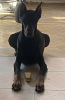 Photo №1. dobermann - à vendre en ville de Tbilissi | 331€ | Annonce №35913