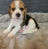 Photo №1. beagle - à vendre en ville de Himanko | négocié | Annonce №54776