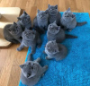 Photo №1. british shorthair - à vendre en ville de Sydney Olympic Park | négocié | Annonce № 71717