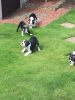 Photo №3. Adorables chiots Boston Terrier en adoption gratuite. Allemagne