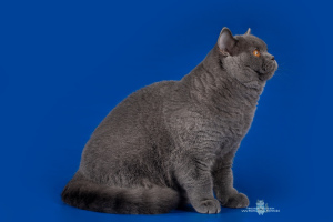 Photo №1. british shorthair - à vendre en ville de Saint-Pétersbourg | 286€ | Annonce № 1717