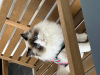 Photo №1. ragdoll - à vendre en ville de Budapest | 1609€ | Annonce № 97159