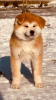 Photo №2 de l'annonce № 88921 de la vente akita (chien) - acheter à Serbie éleveur