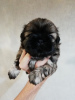 Photo №1. lhassa apso, shih tzu - à vendre en ville de Vilnius | 600€ | Annonce №113608