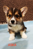 Photo №3. Corgi gallois Pembroke. Serbie