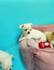 Photos supplémentaires: Je suggère d'acheter des Chihuahua, des chiots de race pure.