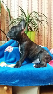 Photo №4. Je vais vendre bouledogue en ville de Хмельницкий. annonce privée - prix - 188€