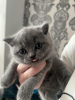 Photo №1. british shorthair - à vendre en ville de Wiesbaden | 50€ | Annonce № 87926