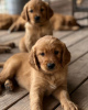 Photo №1. golden retriever - à vendre en ville de Линдау | 615€ | Annonce №110045