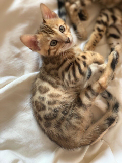 Photo №3. Les chatons du Bengale attendent leurs parents, les plus dignes et les plus. Fédération de Russie