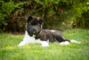 Photos supplémentaires: Chiots Akita américains