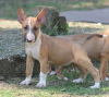 Photos supplémentaires: Chiots bull-terrier standards