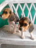 Photo №2 de l'annonce № 54776 de la vente beagle - acheter à La finlande éleveur