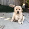 Photo №1. golden retriever - à vendre en ville de State Line | 379€ | Annonce №43822