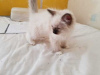 Photo №1. ragdoll - à vendre en ville de Москва | Gratuit | Annonce № 124304