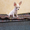 Photo №3. Mini chiots Chihuahua à vendre. USA