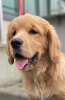 Photo №1. golden retriever - à vendre en ville de Cracovie | 450€ | Annonce №126804