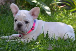 Photo №3. Chiots bouledogue français. Biélorussie