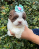 Photo №1. shih tzu - à vendre en ville de Richmond | 350€ | Annonce №42826