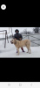 Photos supplémentaires: Chiots du chien de berger d'Asie centrale