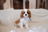 Photos supplémentaires: Chiots Cavalier King Charles Spaniel