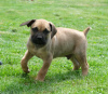 Photos supplémentaires: Chiots Boerboel (Mâtin sud-africain)