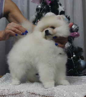 Photo №2 de l'annonce № 5678 de la vente spitz nain - acheter à Fédération de Russie éleveur