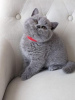 Photo №1. british shorthair - à vendre en ville de Lübeck | 350€ | Annonce № 108592