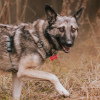 Photo №2 de l'annonce № 66096 de la vente chien bâtard - acheter à Fédération de Russie de l'abri