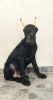 Photo №2 de l'annonce № 105962 de la vente dobermann - acheter à Serbie éleveur