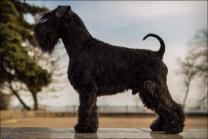 Photo №1. Service d'accouplement - race: schnauzer miniature. Prix - 180€