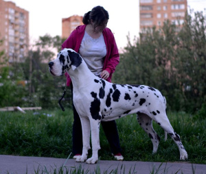 Photo №3. Chiots Dogue Allemand. Fédération de Russie