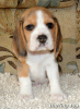 Photo №2 de l'annonce № 7586 de la vente beagle - acheter à Ukraine de la fourrière
