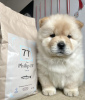 Photo №2 de l'annonce № 83563 de la vente chow-chow - acheter à USA annonce privée