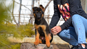 Photos supplémentaires: fille, berger allemand, avec un paquet complet de documents KSU, incomplète 2