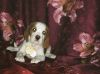 Photos supplémentaires: Chiot Beagle de couleur bicolore rare