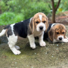 Photo №4. Je vais vendre beagle en ville de Bielefeld. annonce privée - prix - 360€