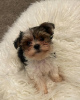 Photo №2 de l'annonce № 38254 de la vente yorkshire terrier - acheter à Allemagne annonce privée