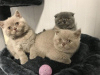 Photo №1. scottish fold - à vendre en ville de Гамбург | Gratuit | Annonce № 95093