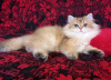 Photo №1. british longhair - à vendre en ville de Yeisk | 663€ | Annonce № 41879