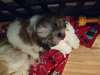 Photo №1. shih tzu - à vendre en ville de Nuremberg | 450€ | Annonce №56601