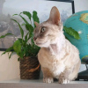 Photo №4. Je vais vendre devon rex en ville de Helsinki. annonce privée, éleveur - prix - 350€