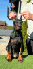 Photos supplémentaires: Chiots Doberman à vendre