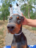 Photo №1. dobermann - à vendre en ville de Belgrade | négocié | Annonce №112793